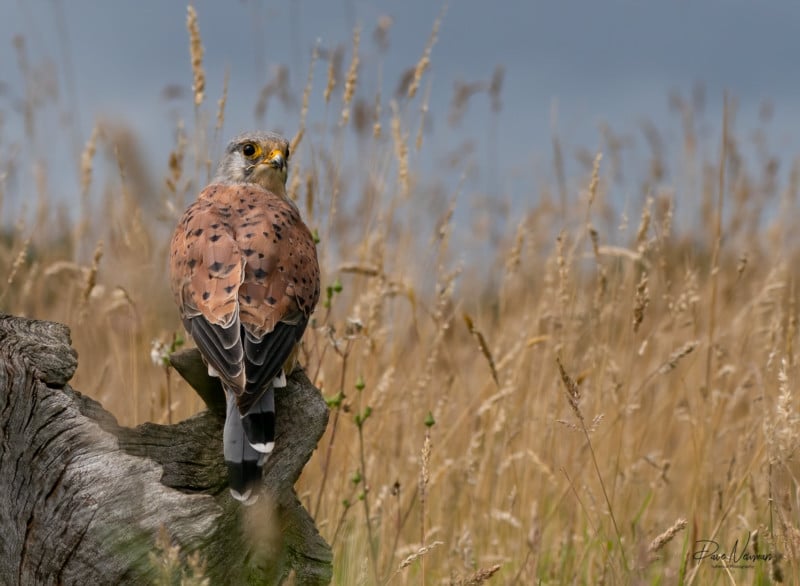 Dave Newman's wildlife photography Dave Newman's wildlife photography