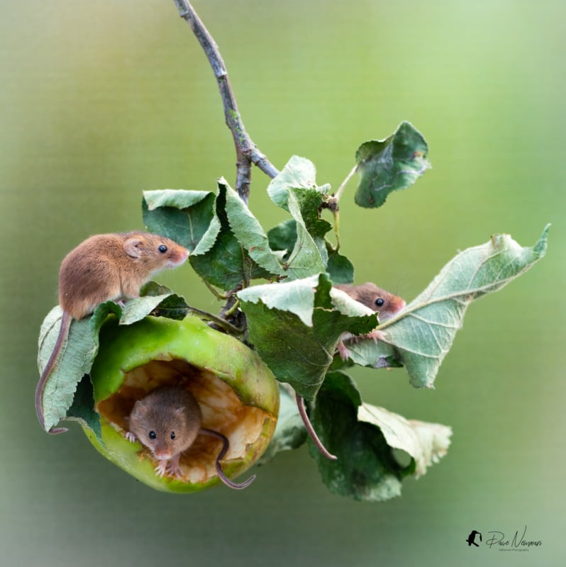 Dave Newman's wildlife photography Dave Newman's wildlife photography