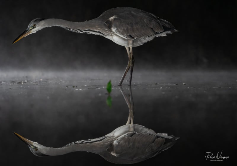 Dave Newman's wildlife photography Dave Newman's wildlife photography