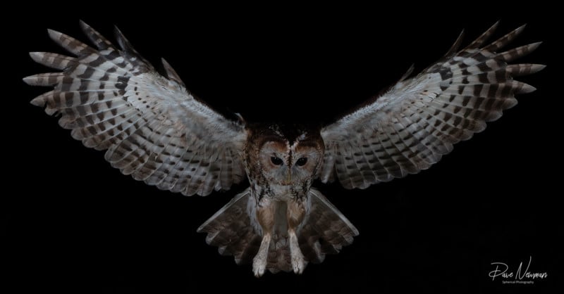 Dave Newman's wildlife photography Dave Newman's wildlife photography