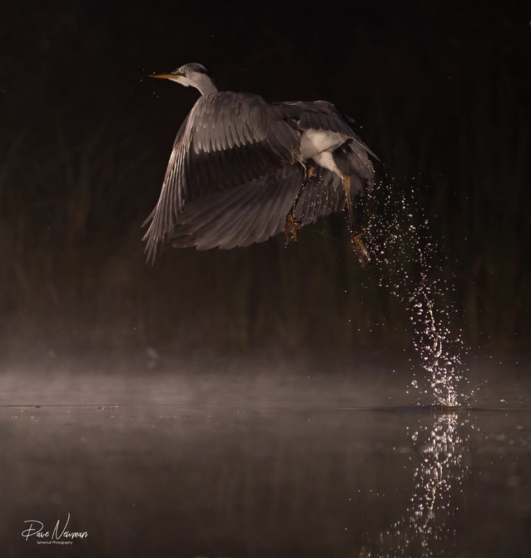 Dave Newman's wildlife photography Dave Newman's wildlife photography
