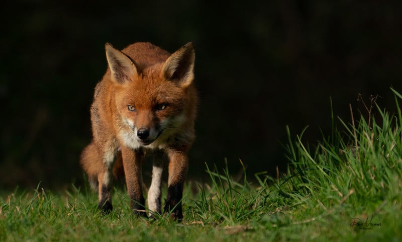 Dave Newman's wildlife photography Dave Newman's wildlife photography