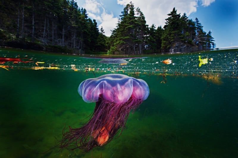 david-doubilet-underwater-housing-photography-petapixel-006_1-800x533.jpg