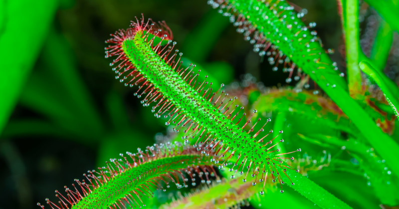 thomas-blanchard-insect-macro-petapixel-004-800x419.jpg