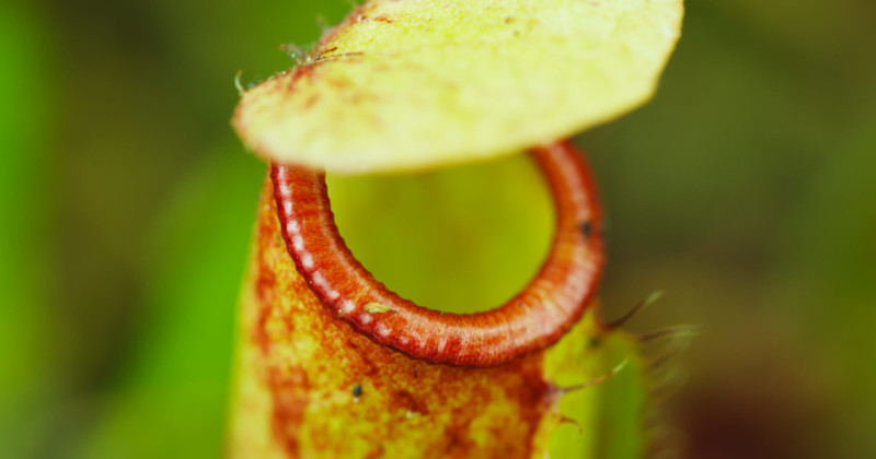 thomas-blanchard-insect-macro-petapixel-005-800x420.jpg