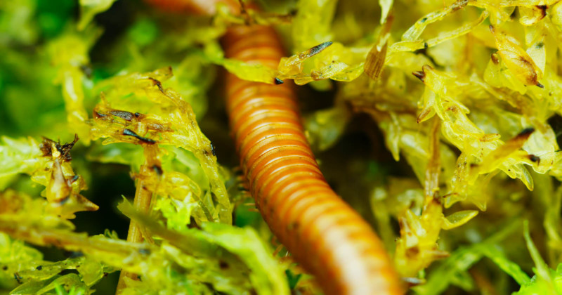 thomas-blanchard-insect-macro-petapixel-007-800x420.jpg