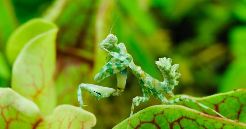 thomas-blanchard-insect-macro-petapixel-008-800x421.jpg