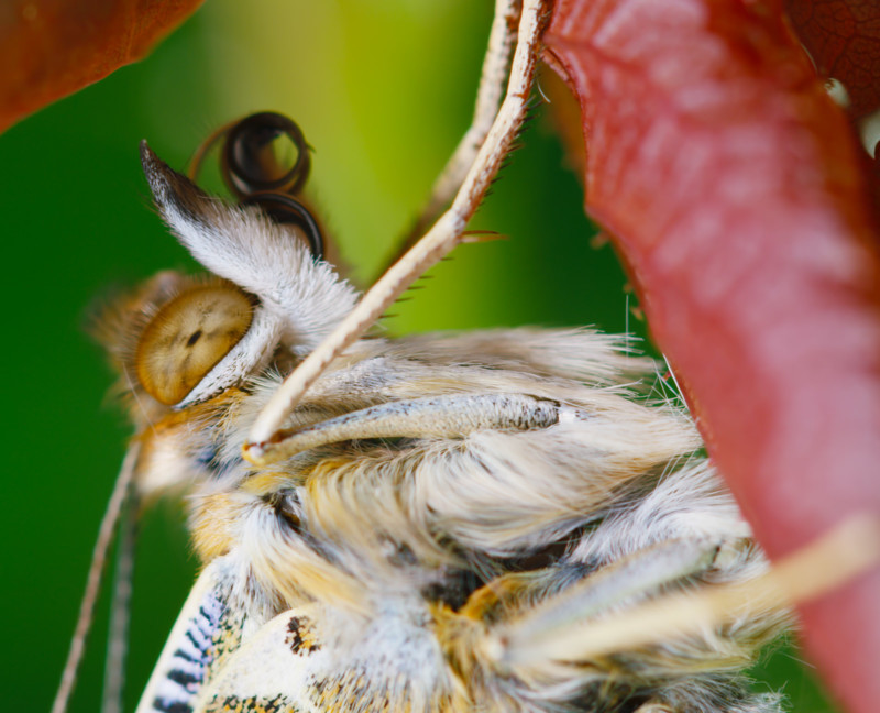 thomas-blanchard-insect-macro-petapixel-009-800x648.jpg