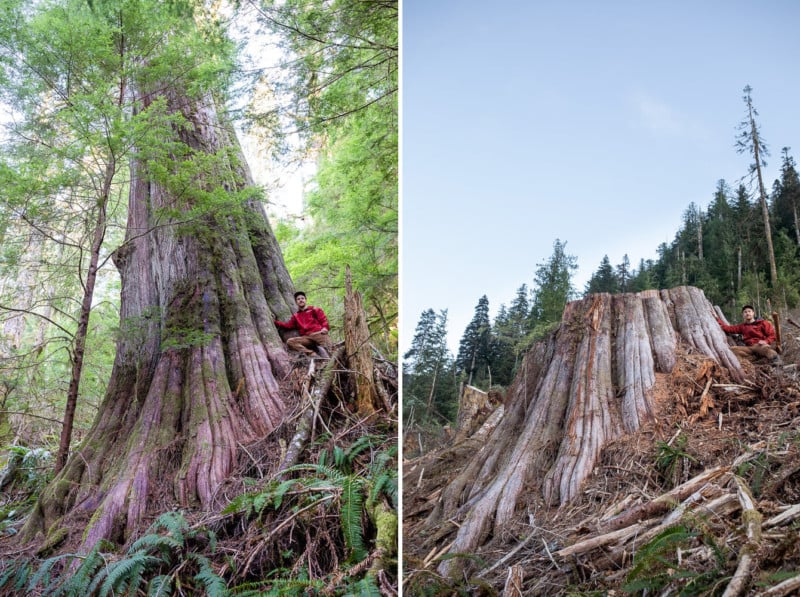 Before and after photos of old-growth trees cut down by logging by photographer TJ Watt Before and after photos of old-growth trees cut down by logging by photographer TJ Watt