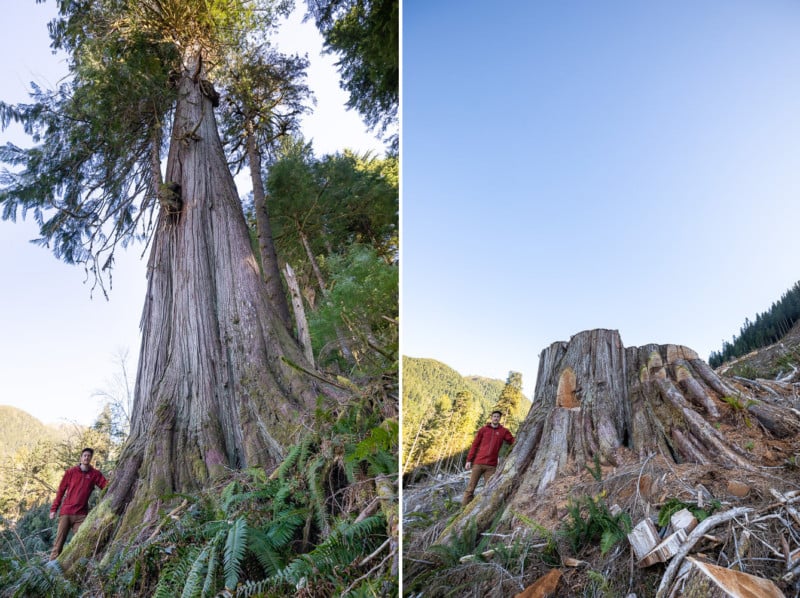 Before and after photos of old-growth trees cut down by logging by photographer TJ Watt