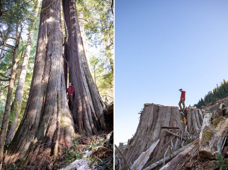 Before and after photos of old-growth trees cut down by logging by photographer TJ Watt Before and after photos of old-growth trees cut down by logging by photographer TJ Watt