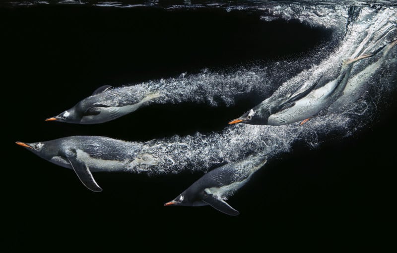 Penguins Penguins