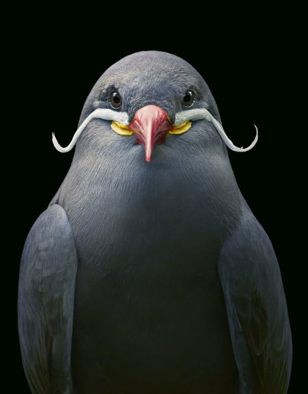 Inca tern Inca tern