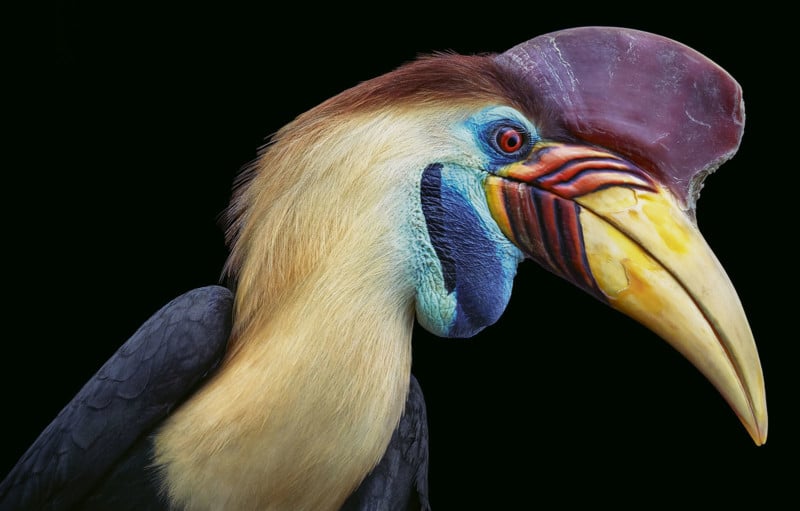 Hornbill