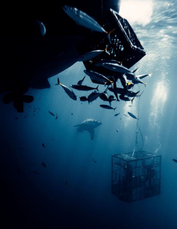 Great white shark photographer Great white shark photographer