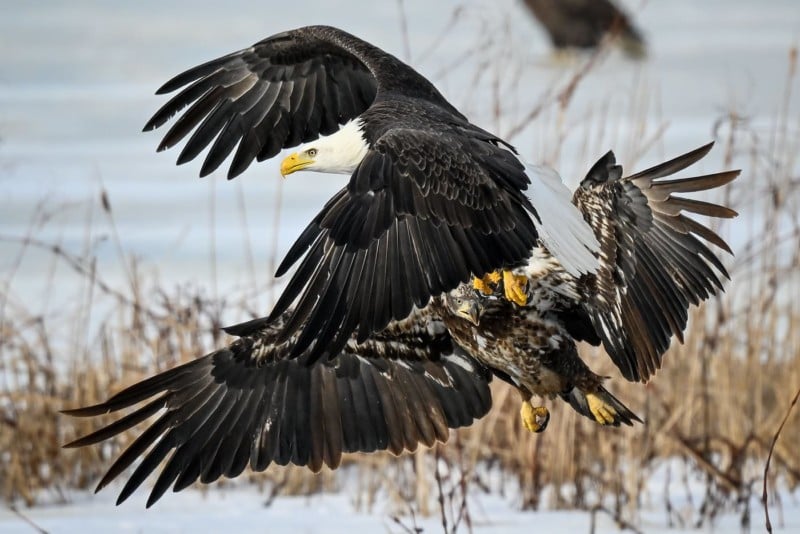 A photo of bald eagles in flight