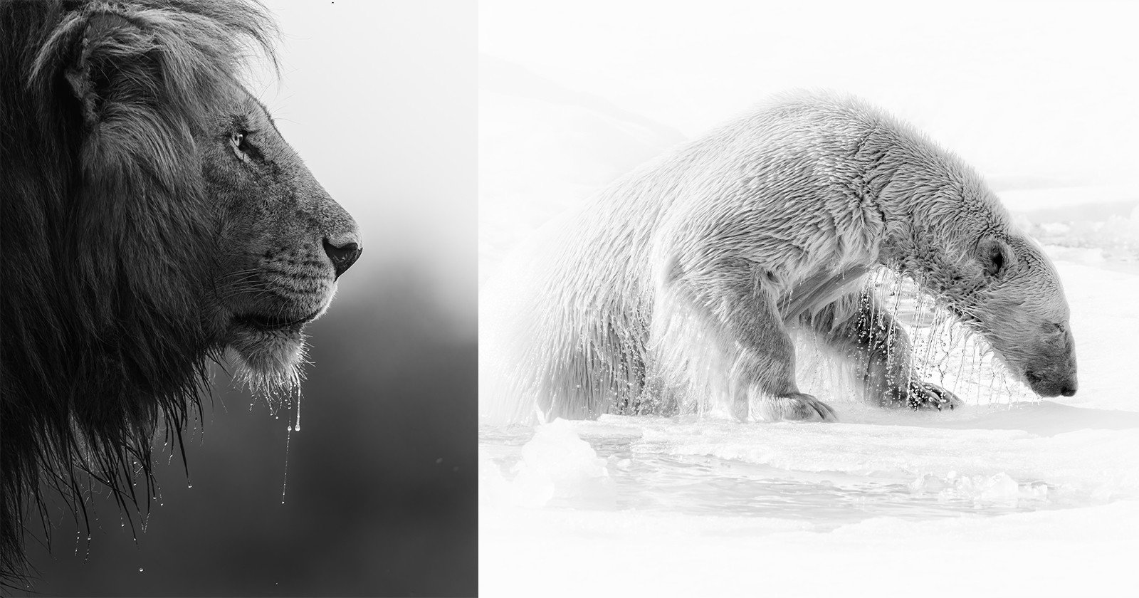 Prints for Wildlife Prints for Wildlife