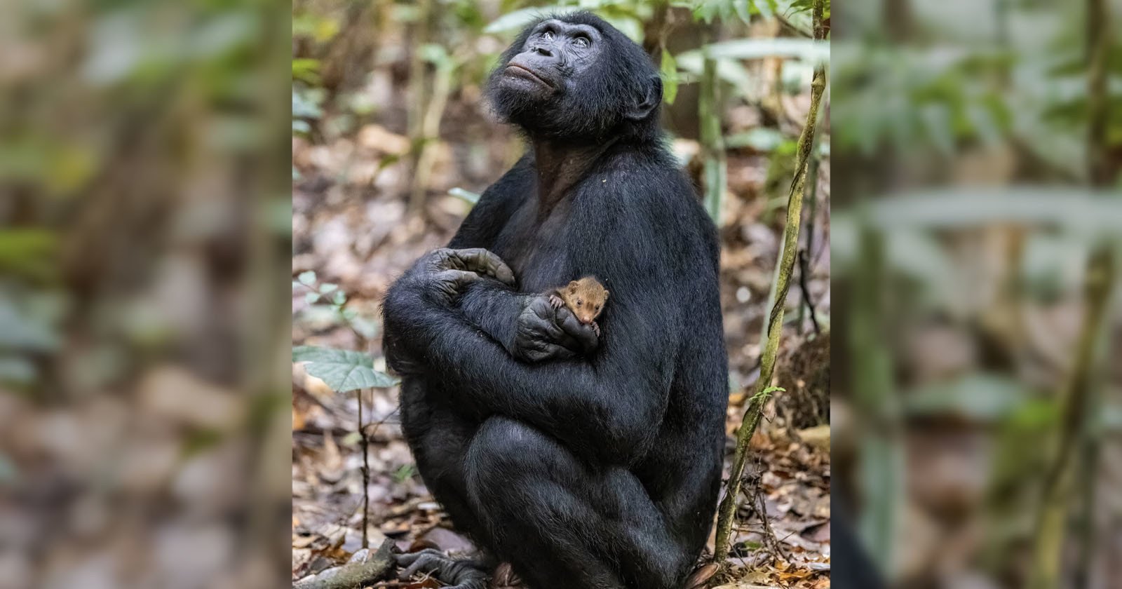 Ape Cuddling Mongoose Ape Cuddling Mongoose