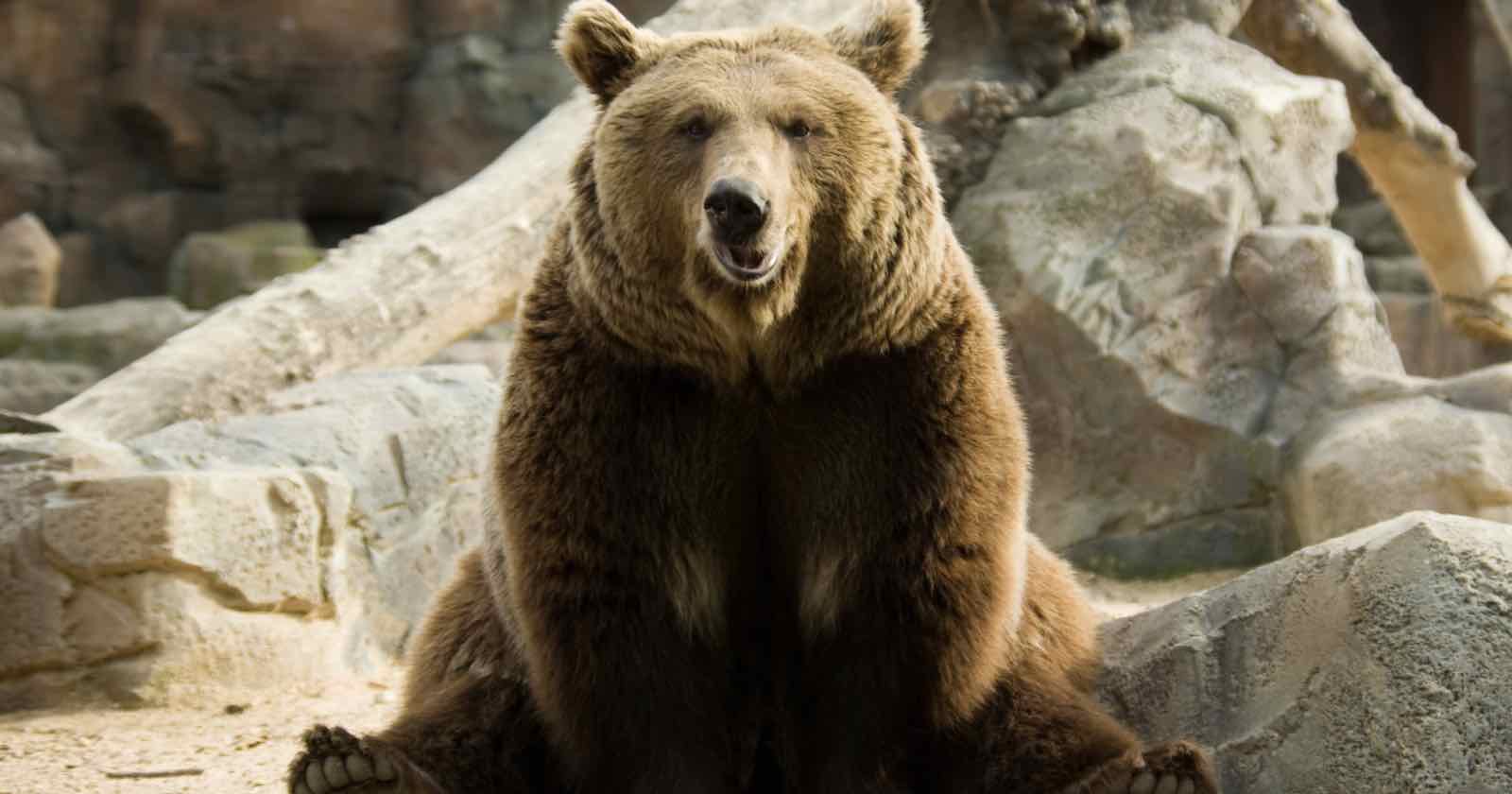 tourist mauled selfie brown bear lowered down car window