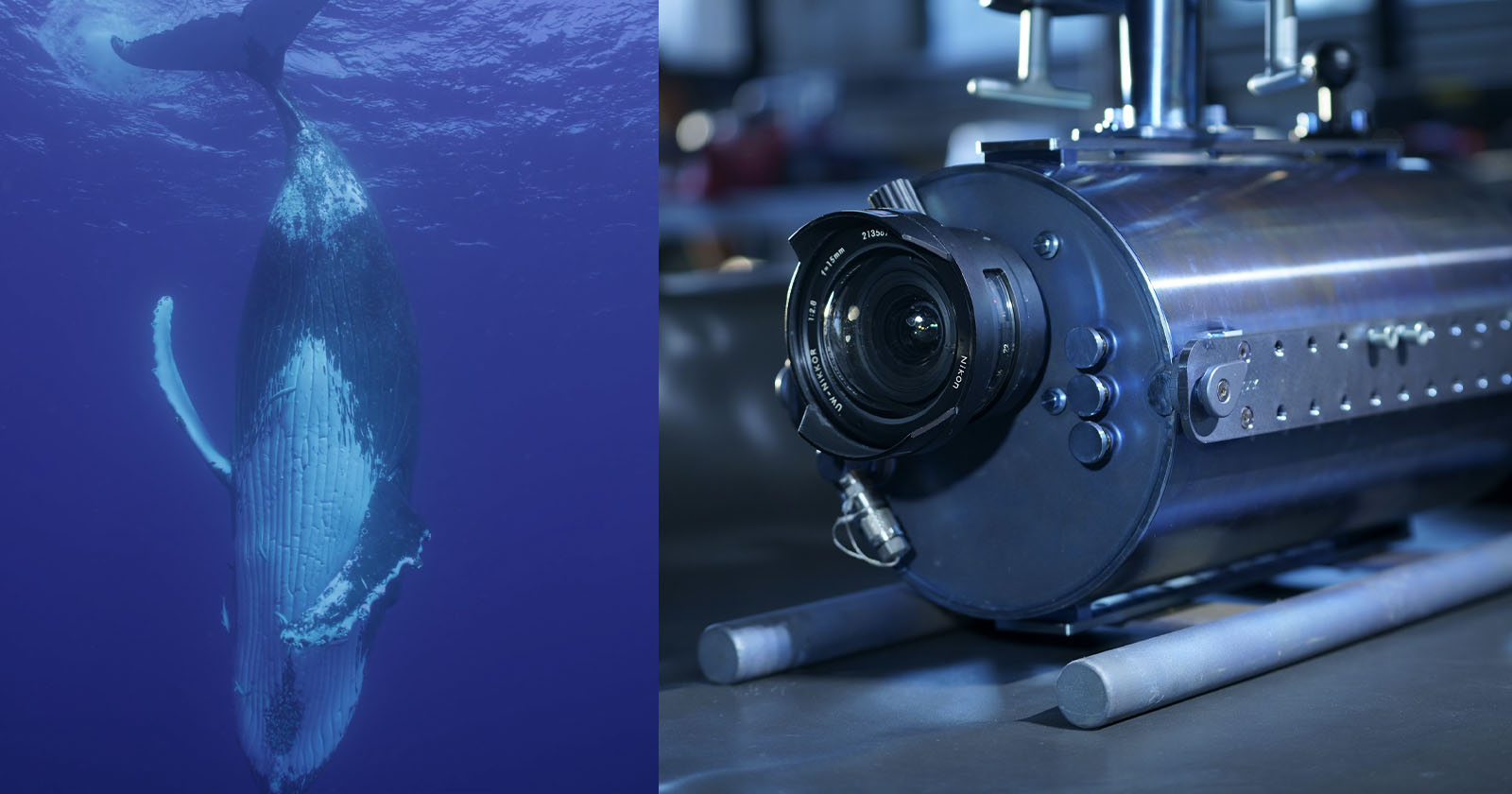 A split image showing a whale swimming underwater on the left and a close-up of a specialized underwater camera on the right. The whale is captured gracefully moving, while the camera appears robust and high-tech, designed for marine photography. A split image showing a whale swimming underwater on the left and a close-up of a specialized underwater camera on the right. The whale is captured gracefully moving, while the camera appears robust and high-tech, designed for marine photography.