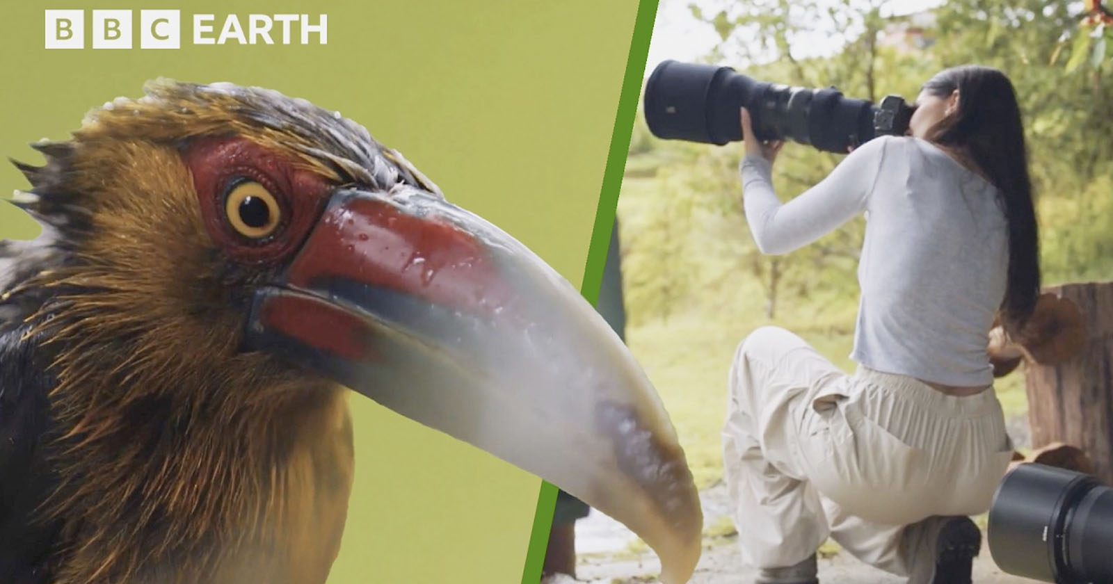 Close-up of a bird with a large red beak on the left; on the right, a person kneels outdoors, pointing a large camera lens toward wildlife. BBC Earth logo appears in the top left corner. Close-up of a bird with a large red beak on the left; on the right, a person kneels outdoors, pointing a large camera lens toward wildlife. BBC Earth logo appears in the top left corner.