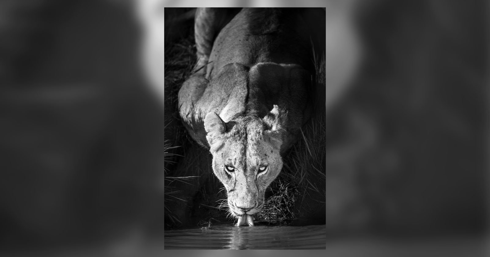 A lioness crouches and drinks water from a pond, staring directly at the camera. The photo is in black and white, highlighting her intense gaze and muscular form. A lioness crouches and drinks water from a pond, staring directly at the camera. The photo is in black and white, highlighting her intense gaze and muscular form.