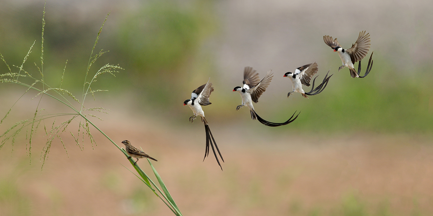 459875-august-2019-third-place-pin-tailed-whydah-imgp6994_pf.jpg
